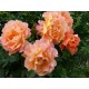 Троянда Вестерленд (Роза Westerland)
